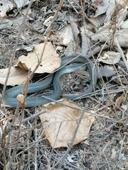 Masticophis mentovarius