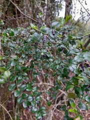 Rhaphithamnus spinosus