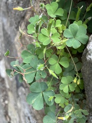 Oxalis corniculata