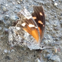 Libytheana carinenta mexicana
