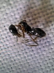 Brachyponera chinensis