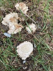 Chlorophyllum rhacodes