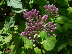 Adenostyles australis