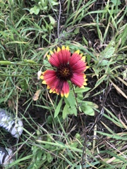 Gaillardia