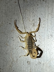 Centruroides sculpturatus
