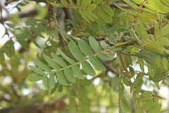 Bursera copallifera