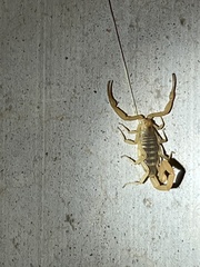Centruroides sculpturatus