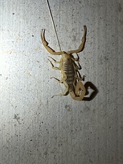 Centruroides sculpturatus