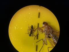 Diapriinae