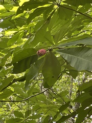 Magnolia tripetala