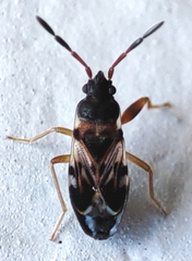 Scolopostethus