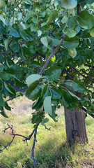 Pyrus communis
