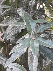 Eucryphia cordifolia