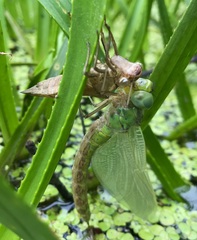 Aeshna viridis