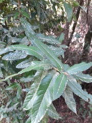 Eucryphia cordifolia