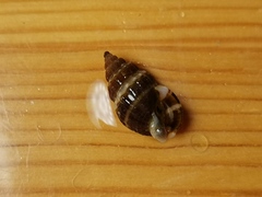 Nassarius fraterculus