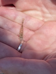 Crangon septemspinosa