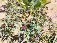 Euphorbia thinophila