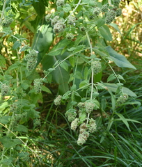 Nepeta cataria
