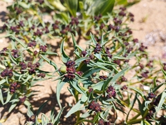 Euphorbia thinophila
