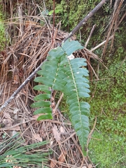 Blechnum hastatum