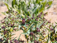 Euphorbia thinophila