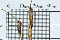 Schoenus pseudoloreus