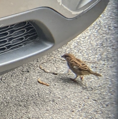 Passer domesticus domesticus