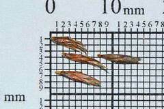 Schoenus pseudoloreus