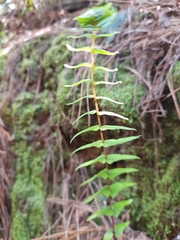 Blechnum hastatum