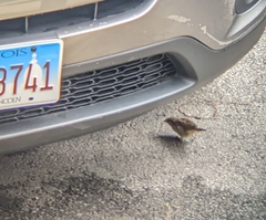 Passer domesticus domesticus