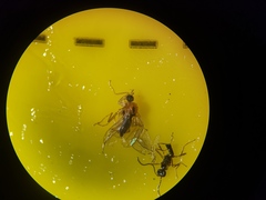 Elaphropeza ephippiata