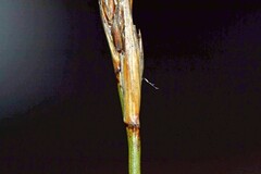 Schoenus pseudoloreus