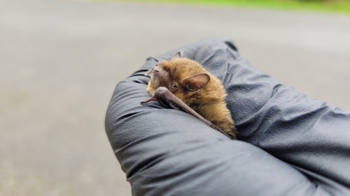 Soprano Pipistrelle