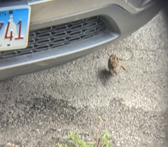 Passer domesticus domesticus