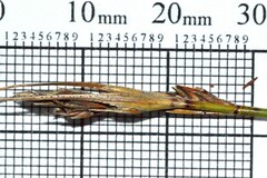 Schoenus pseudoloreus