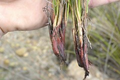 Schoenus pseudoloreus