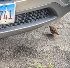 Passer domesticus domesticus