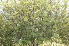 Bursera copallifera