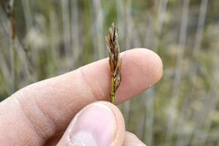 Schoenus pseudoloreus