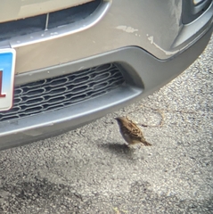 Passer domesticus domesticus