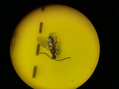 Diapriinae