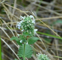 Nepeta cataria