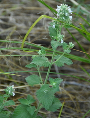 Nepeta cataria