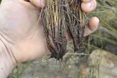 Schoenus pseudoloreus