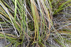 Schoenus pseudoloreus