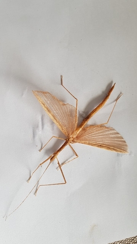 Pinkwing Stick Insect