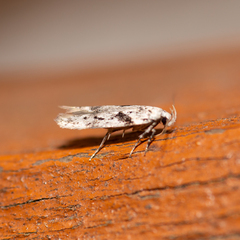 Caryocolum blandella