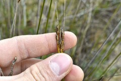 Schoenus pseudoloreus