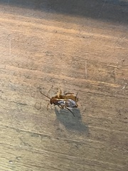 Pseudopamera nitidula